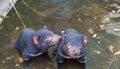 Tasmanian devil Sarcophilus harrisii swimming in a pool