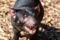 Tasmanian devil Sarcophilus harrisii Royalty Free Stock Photo