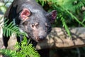 Tasmanian devil Sarcophilus harrisii Royalty Free Stock Photo