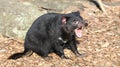 Tasmanian Devil Royalty Free Stock Photo