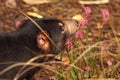 Tasmanian Devil Smelling Flowers