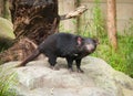 Tasmanian Devil