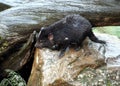 Tasmanian Devil, Tasmania, Australia Royalty Free Stock Photo