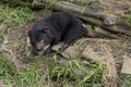 A Tasmanian Devil in Tasmania in Australia. Royalty Free Stock Photo