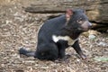 A Tasmanian devil