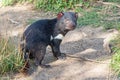 Tasmanian Devil