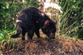 Tasmanian Devil Royalty Free Stock Photo