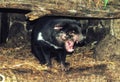 Tasmanian Devil Royalty Free Stock Photo