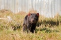 Tasmanian devil walking on green field in the sun, afternoon in Tasmania, Australia