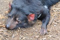 Tasmanian Devil - Healesville