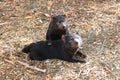 Tasmanian Devils at Bonorong