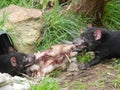 Tasmanian Devils Fight Over Dinner