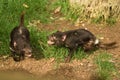 Tasmanian devils fighting Royalty Free Stock Photo