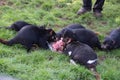 Tasmanian Devils Eating with Family Members