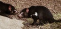 Tasmanian devils Royalty Free Stock Photo