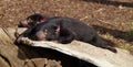 Tasmanian devils in sunshine Royalty Free Stock Photo