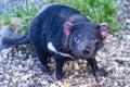 Tasmanian Devlis are an endangered speies due to contageous cancer they spread