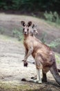 Tasmanian grey kangaroo, Macropus giganteus tasmaniensis