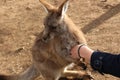 Tasmanian Kangaroo Holding Hand at sanctuary Royalty Free Stock Photo