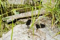 Tasmanian moorhen chicks