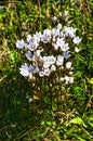 The Tasmanian mountain gentian (Gentianella diemensis) Royalty Free Stock Photo