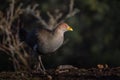 Tasmanian Native Hen, known as turbo chook in Tasmania Royalty Free Stock Photo