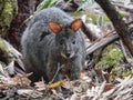 Tasmanian Pademelon in Mt Field National Park Royalty Free Stock Photo