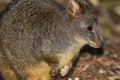 Close of Tasmanian Pademelon foraging in the forest near Waldheim`s Cabin in Cradle Mountain-Lake Saint Clair National Park, Aust Royalty Free Stock Photo