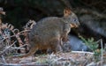 Tasmanian Pademelon Royalty Free Stock Photo