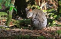 Tasmanian Pademelon