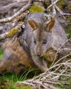 Tasmanian Pademelon