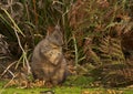 Tasmanian pademelon wallaby marsupial feeding Royalty Free Stock Photo