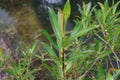 Tasmanian plant or syn. Drimys lanceolata