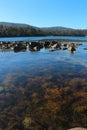 Tasmanian seaweed, near Port Arthur Royalty Free Stock Photo