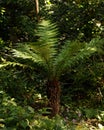 Tasmanian or Soft Tree Fern plant Dicksonia antarctica in a Country summer Garden Royalty Free Stock Photo