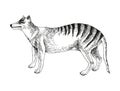 Tasmanian tiger extinct animal sketch Royalty Free Stock Photo