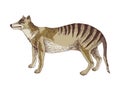 Tasmanian tiger extinct animal sketch Royalty Free Stock Photo