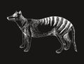 Tasmanian tiger extinct animal sketch Royalty Free Stock Photo