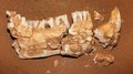 Tasmanian tiger very old fossil