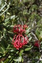 Tasmanian Waratah bush, Telopea truncata Royalty Free Stock Photo