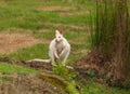 Tasmanian White Wallaby at drinkng dam