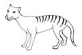 Tasmanian wolf Thylacinus cynocephalus engraved, hand drawn vector illustration