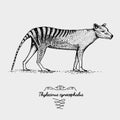 Tasmanian wolf Thylacinus cynocephalus engraved, hand drawn vector illustration in woodcut scratchboard style, vintage