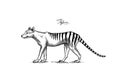 Tasmanian wolf Thylacinus cynocephalus. Extinct species. predatory animal. Engraved Hand drawn vector illustration in