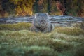 A wombat on the grass Royalty Free Stock Photo