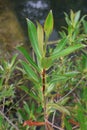 Tasmanian plant or syn. Drimys lanceolata