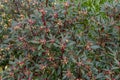 Tasmannia lanceolata Red Spice