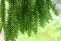 Tassel fern fresh and bright color beautiful pattern decorate in flower pot