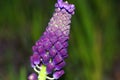 Tassel Grape Hyacinth Royalty Free Stock Photo