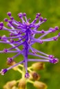 Tassel Grape Hyacinth (Muscari comosum) flower